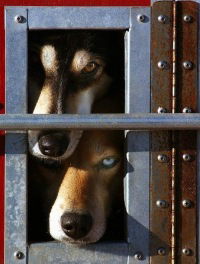 Александр Боблей