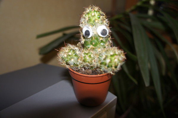 Владислав Молодцов