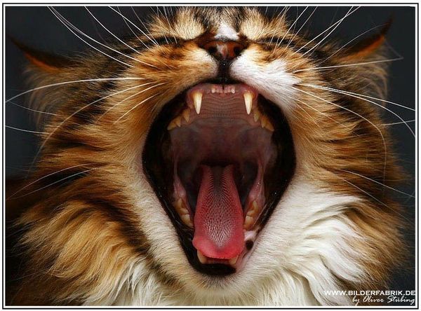 Николай Косенко