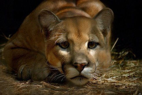 Александра Урманова