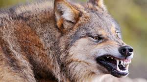 Али Гаджиев