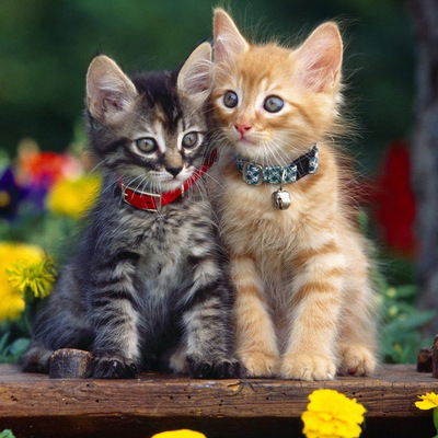 Лена Соколова