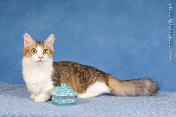 Ольга Конева