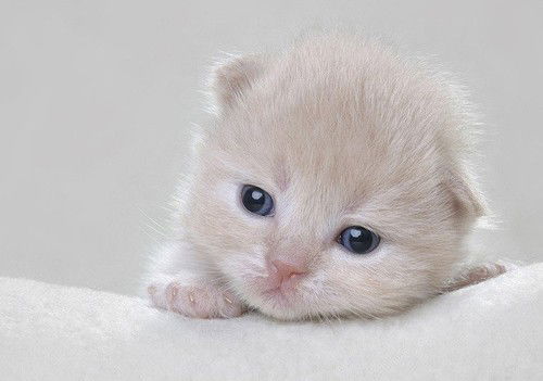 Сашенька Снеткова