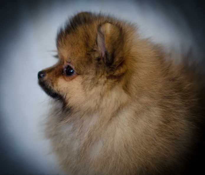 Эмилия Хорова