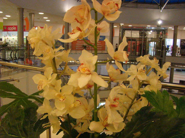 Светлана Карькина