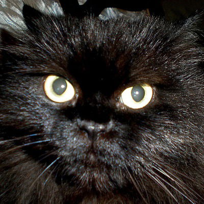 Елена Бережнева