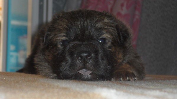 Владимир Цехмистро