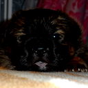 Владимир Цехмистро