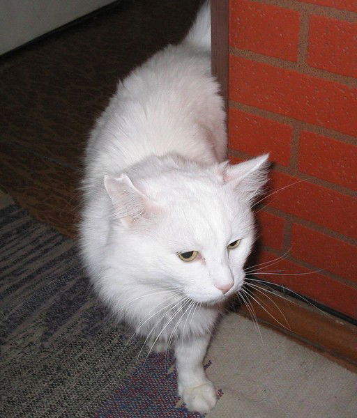 Денис Григорьев