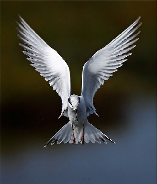 Юлия Паремон