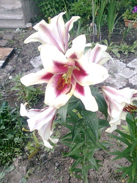 Светлана Борибаева