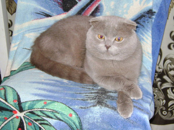 Олег Киченко