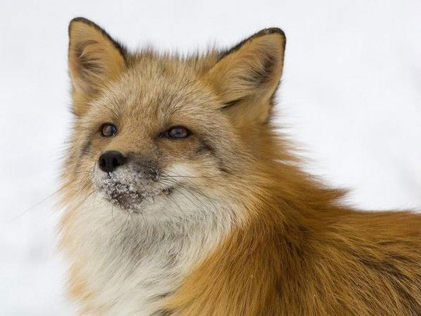 Red Fox