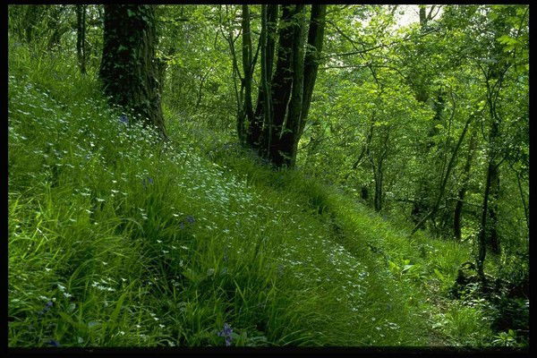 Андрей Гелета