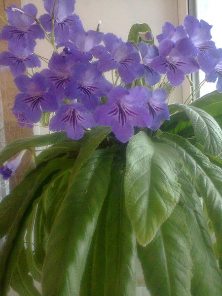 Нина Соколова