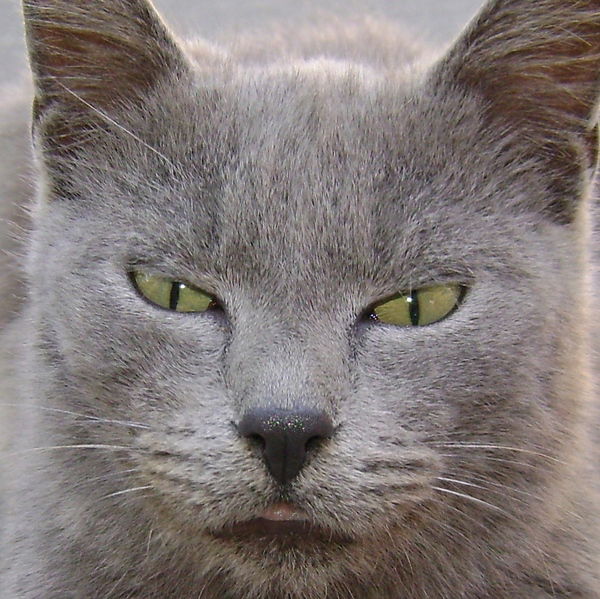 Сергей Мельник