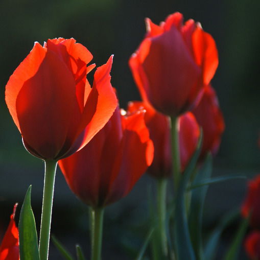 Оксана Власова