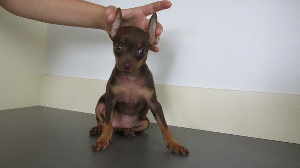 Алла Барвинок