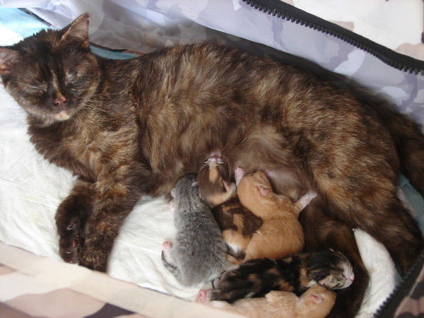 Светлана Емельянова