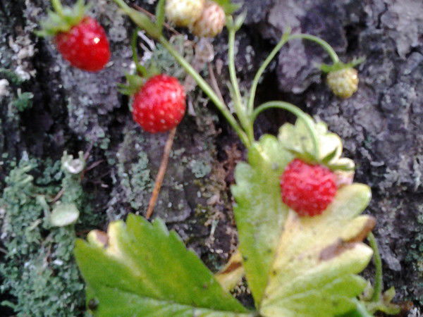 Мила Столярова