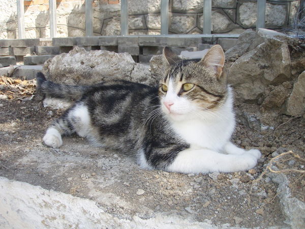 Сергей Скалозуб