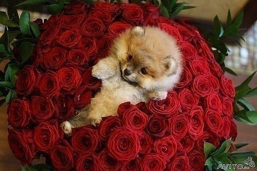 Вита Вождай