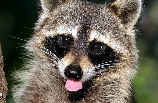 Саша Смирнoff