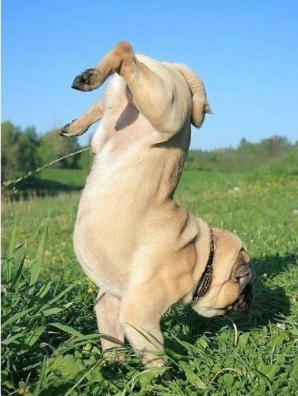 Богдан Кухар