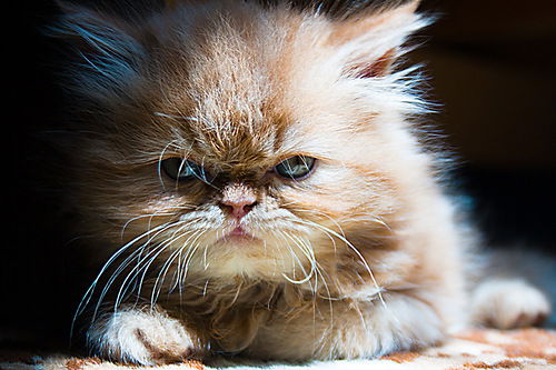 Артем Радченко