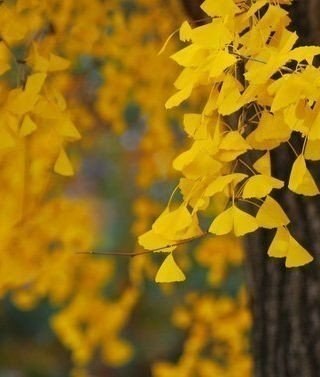 Венера Гайсина