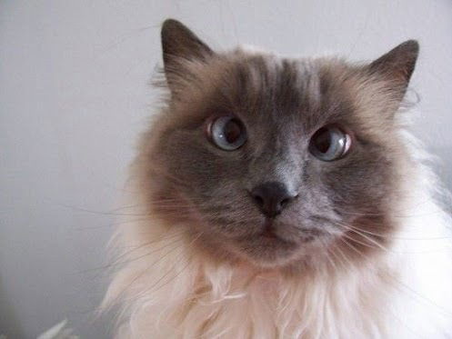 Анатолий Бабушкин