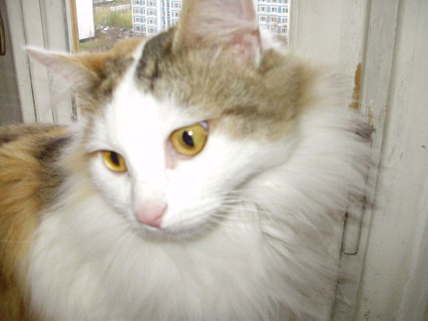 Даша Низова