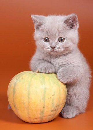 Фрол Конунов