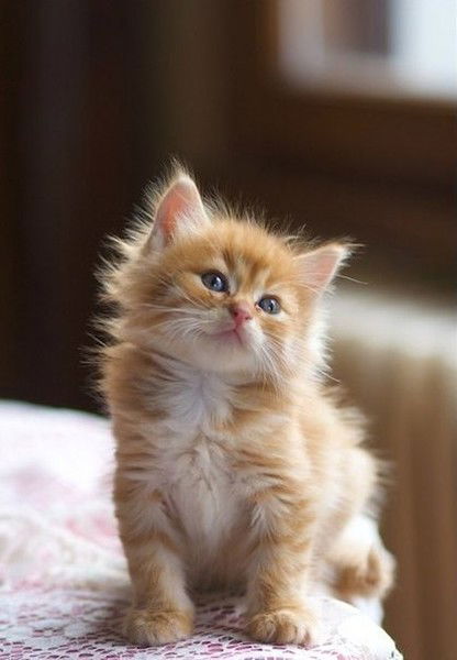 Туся Якушева