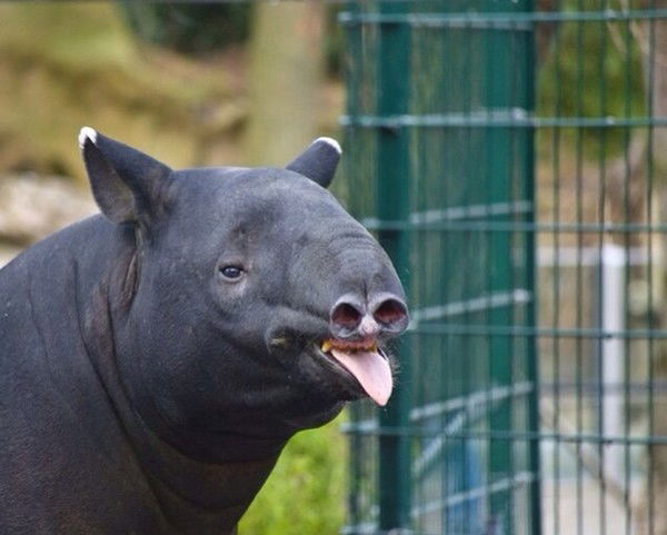 Александр Сергеев