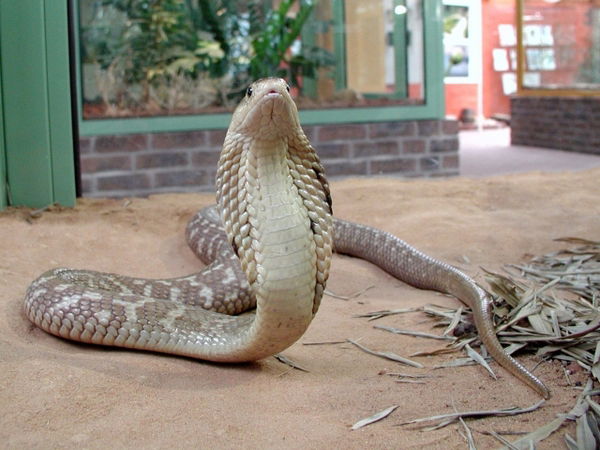 Матиас Даршт