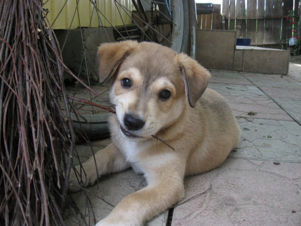 Сергей Стельмахович