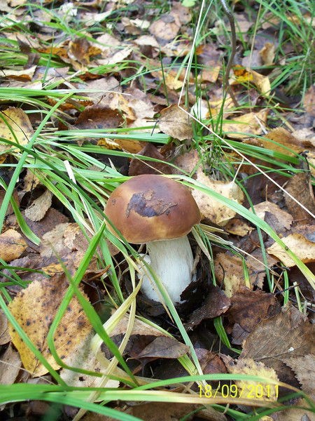 Лана Шишкина