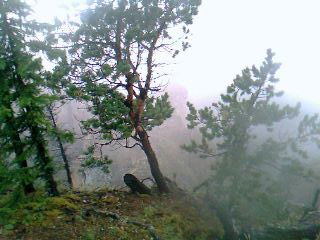 Алена Томаска