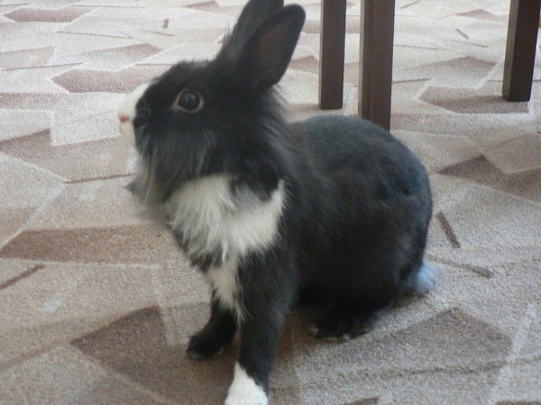 Ирина Чернецкая