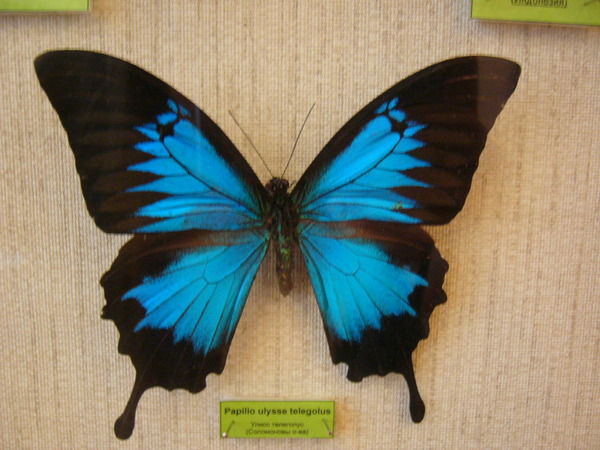 Ирина Московченко