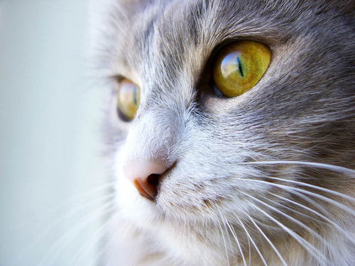 Евгений Хорольский