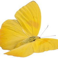 Альонка Живелюк