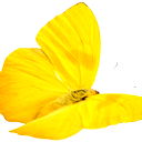 Альонка Живелюк