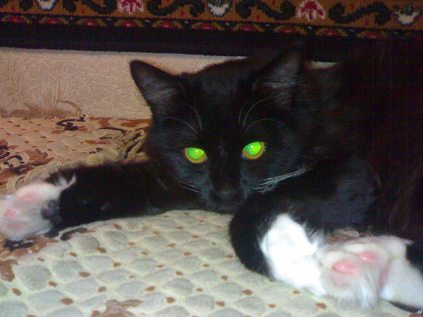 Яша Яшкевич