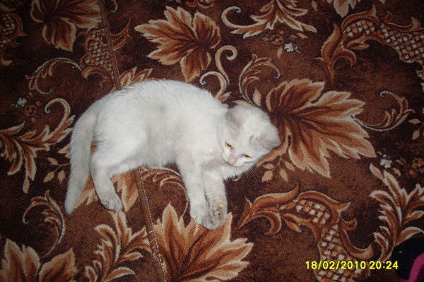 Таня Богатикова