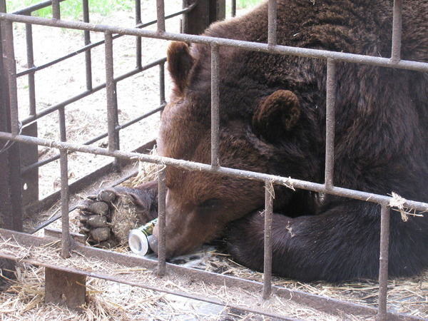 Олег Деревягин