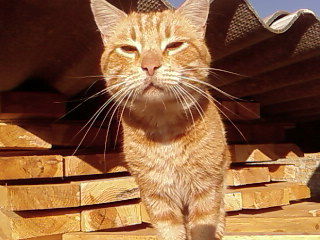 Алена Одинцова