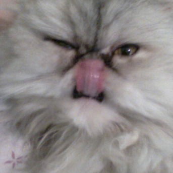 Николай Лысенко